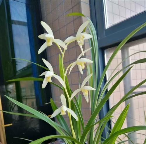 建兰观音素一年能开几次花？如何养护才能多开花？
