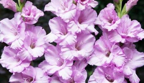 剑兰冬天会开花吗？如何确保冬季剑兰的开花？