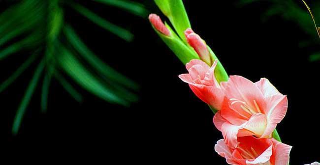 剑兰一年开几次花？如何正确养护以促进花期？