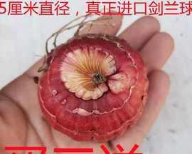 剑兰种球保存方法有哪些？如何确保来年顺利发芽？