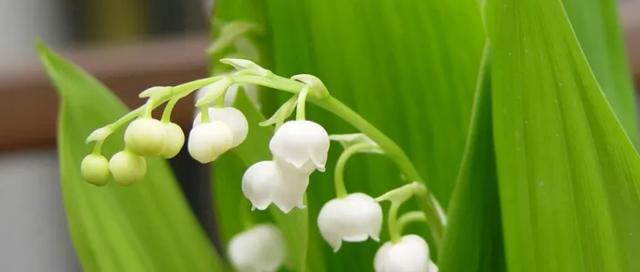 比较特殊的花语是什么？如何正确解读这些花语？