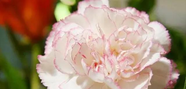 比较特殊的花语是什么？如何正确解读这些花语？