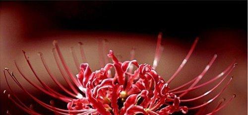 彼岸花的花语是什么？它象征着什么意义？