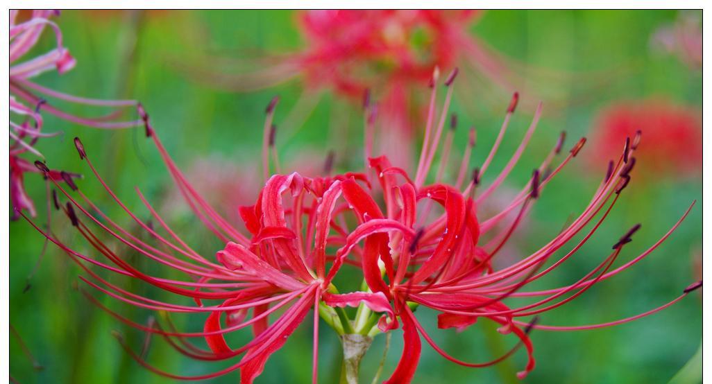 彼岸花的花语是什么？它象征着什么意义？