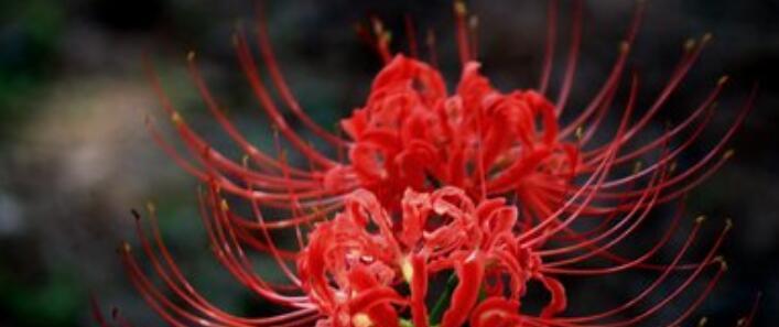 彼岸花是什么？它的花语有哪些含义？