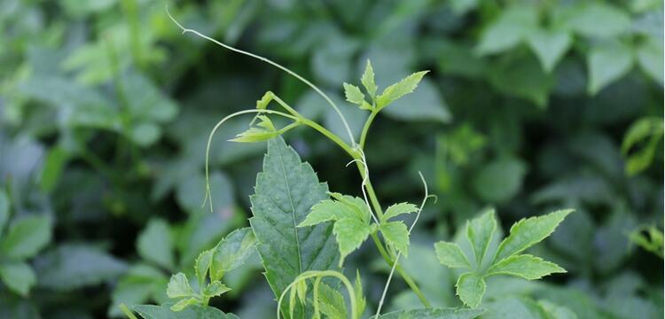 绞股蓝属于什么植物类别？它的主要特点有哪些？