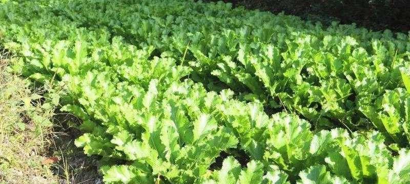 芥菜几月份种植最好？最适合什么时候种植？