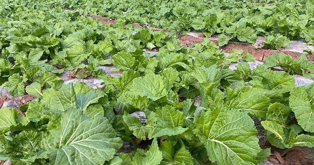 芥菜几月份种植最好？最适合什么时候种植？