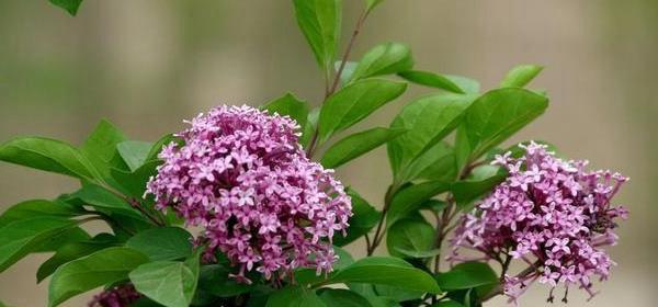 芙蓉树花语是什么？如何用芙蓉树表达情感？