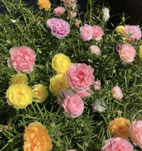 芙蓉树花语是什么？如何用芙蓉树表达情感？
