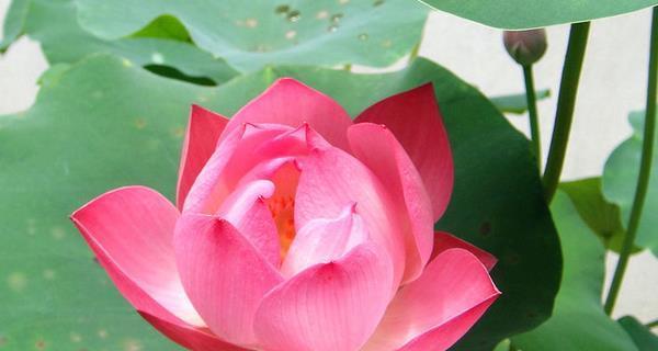 荷花象征意义是什么？荷花在文化中代表了哪些美好寓意？