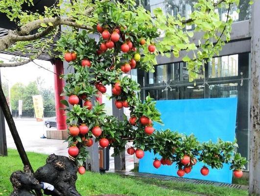 金弹子果实能吃吗？食用安全性和营养价值解析