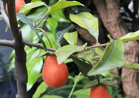 金弹子果实能吃吗？食用安全性和营养价值解析
