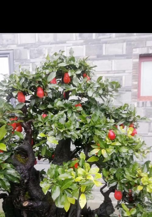 金弹子嫁接后几年能结果？如何促进快速结果？