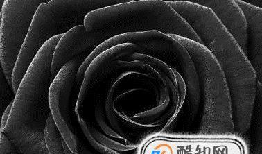 黑玫瑰代表什么？黑玫瑰花语有哪些含义？