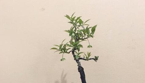 金弹子植物特性是什么？雌雄同株的特性如何辨识？