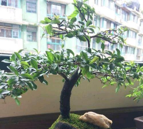 金弹子植物特性是什么？雌雄同株的特性如何辨识？