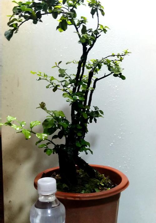 金弹子植物特性是什么？雌雄同株的特性如何辨识？