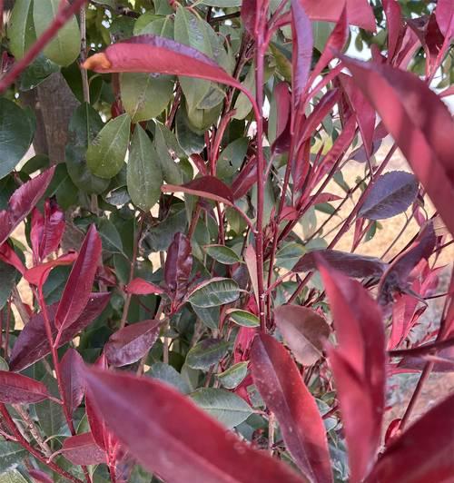 石楠花代表了哪些情感？