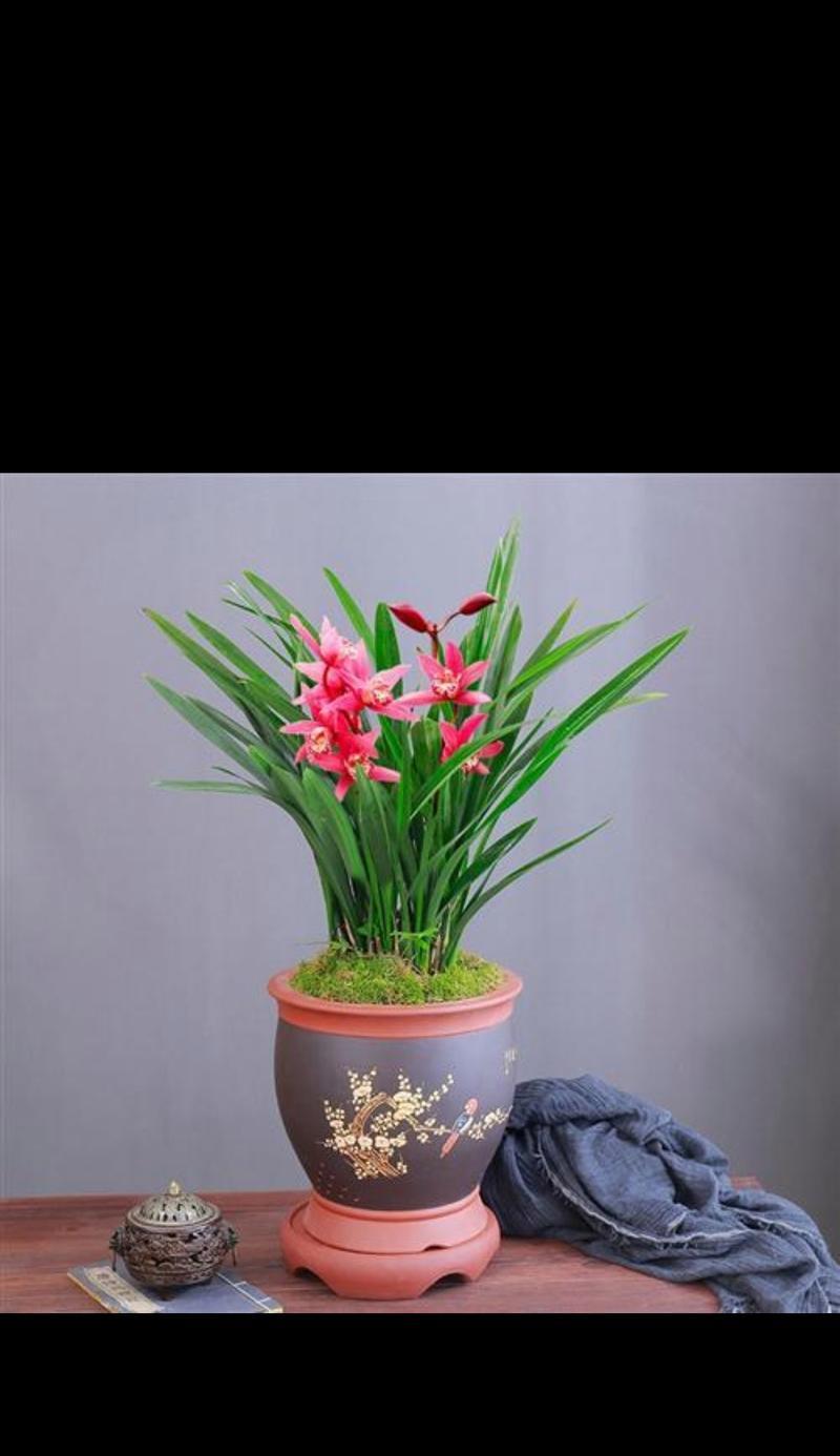 兰花的花语、寓意和象征是什么？兰花代表什么？