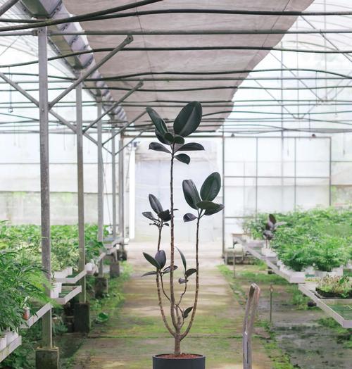 橡皮树移栽的最佳时间和方法是什么？