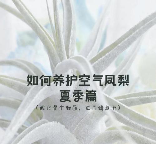 空气花的养护要点是什么？如何让空气花保持新鲜？