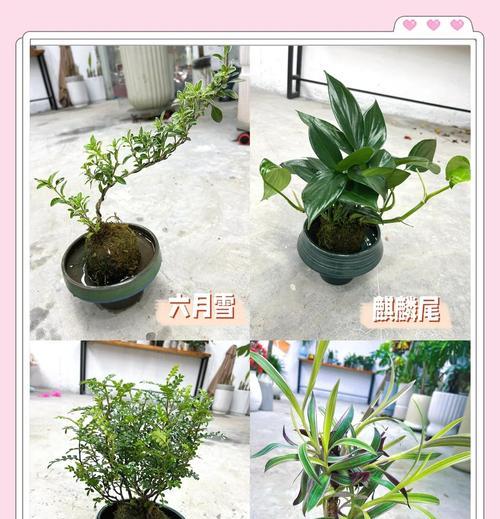 长盛球的养护方法是什么？如何避免长盛球生长不良？