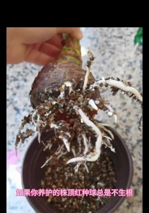 长盛球的养护方法是什么？如何避免长盛球生长不良？