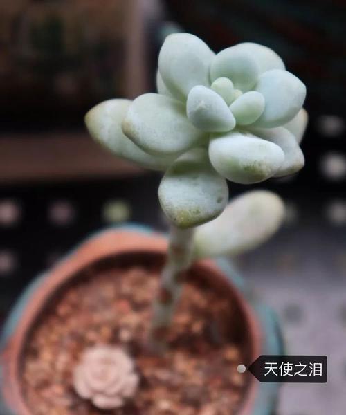 天使之泪的养殖技巧有哪些？如何避免叶子变黄？