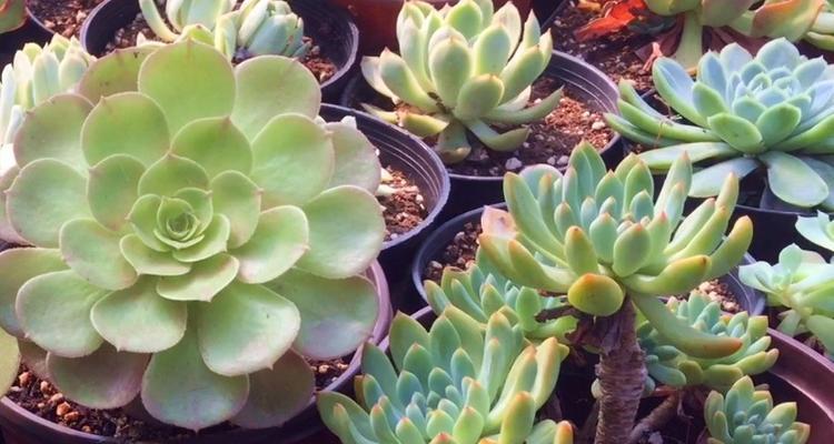 锦晃星砍头如何发根好？砍头后如何促进生根？