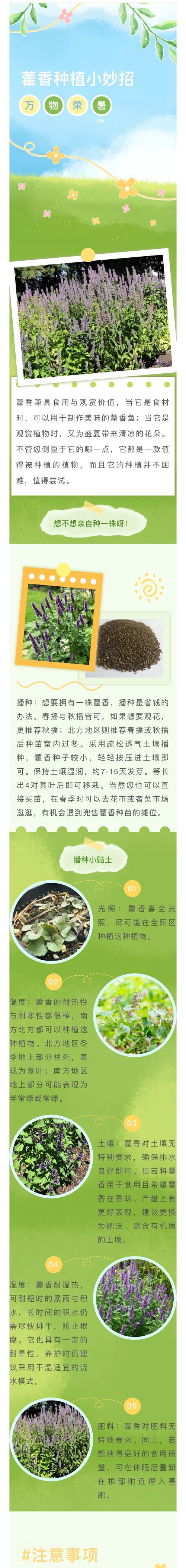 藿香长的什么样子？藿香的识别特征有哪些？