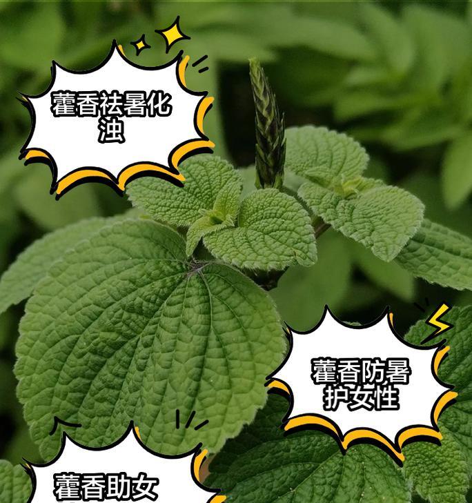 藿香长的什么样子？藿香的识别特征有哪些？