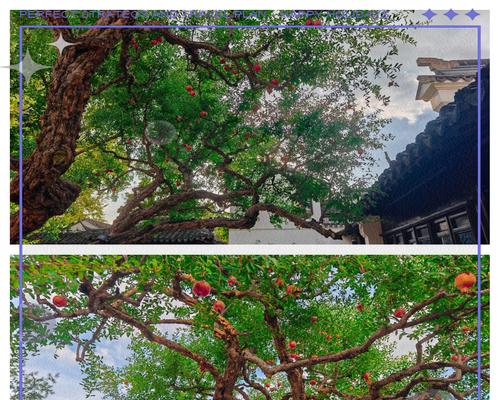石榴树有哪些独特特点？如何利用这些特点进行养护？