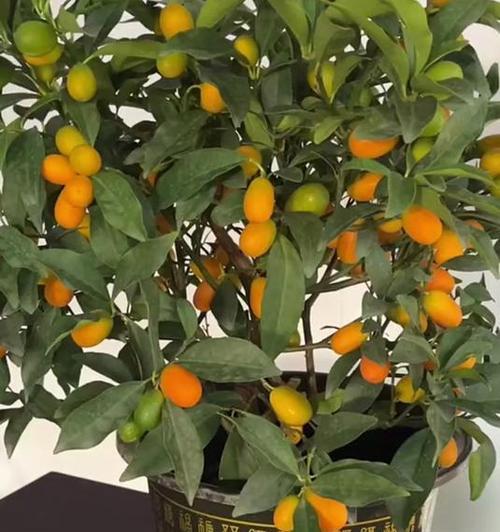 金桔盆栽同时结果和开花正常吗？如何处理这种情况？