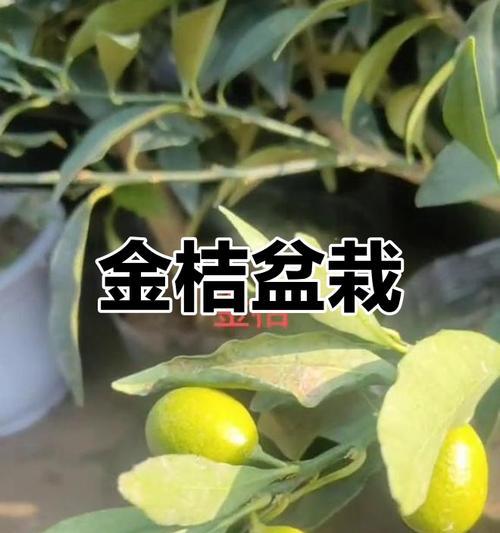 金桔盆栽同时结果和开花正常吗？如何处理这种情况？