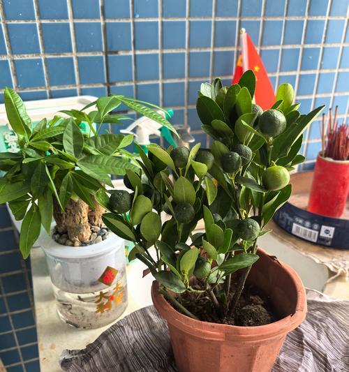 金桔盆栽同时结果和开花正常吗？如何处理这种情况？