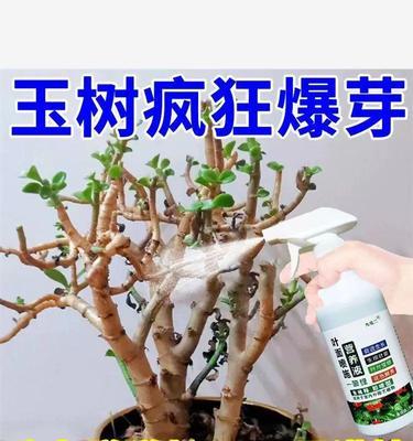 玉树施肥的最佳时机是什么时候？应该使用什么肥料？