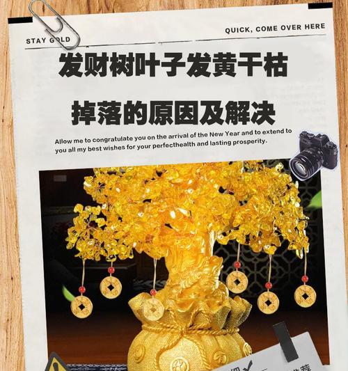 发财树叶子为何出现油渍？如何清洁和处理？