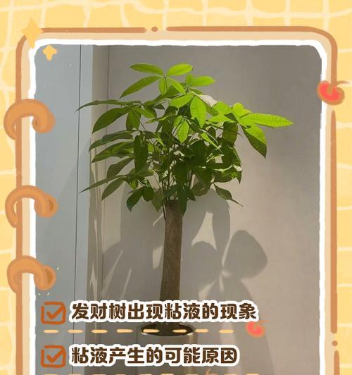 发财树叶子为何出现油渍？如何清洁和处理？