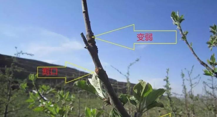 发财树修剪的最佳时机是什么时候？如何修剪才能促进其生长？