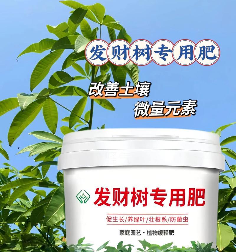 发财树修剪的最佳时机是什么时候？如何修剪才能促进其生长？