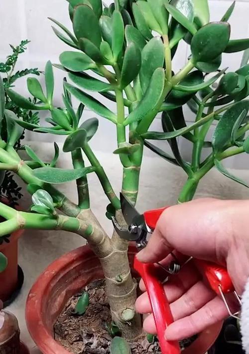 发财树修剪的最佳时机是什么时候？如何修剪才能促进其生长？