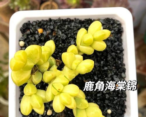 鹿角海棠的养殖方法是什么？如何解决常见问题？