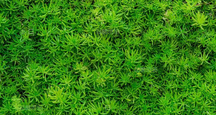 夏天适合种植哪些植物？