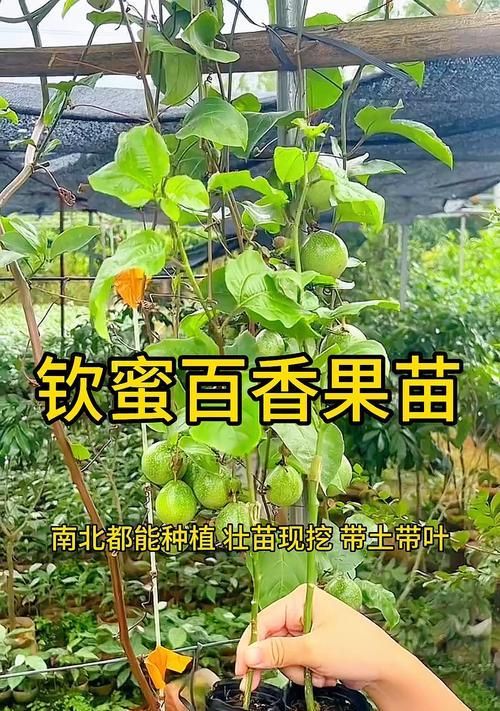 百香果叶子特征是什么？如何识别？