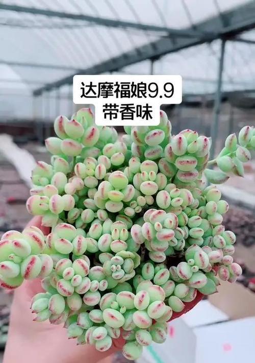 多肉福娘怎么养？有哪些常见的养护问题？