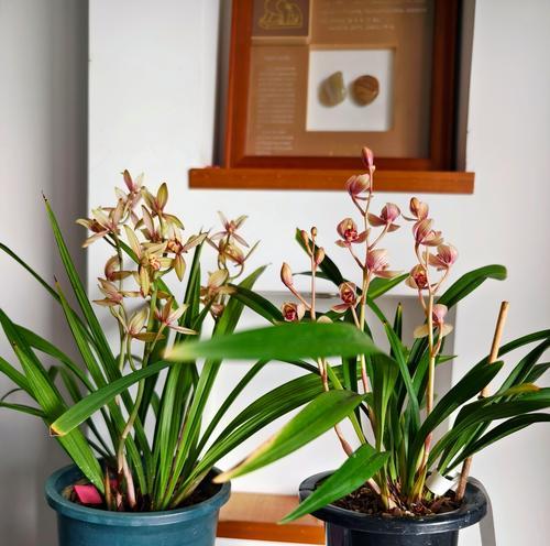 建兰开花的特征是什么？如何促进建兰开花？
