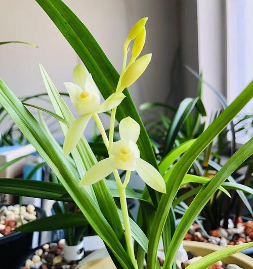 建兰开花的特征是什么？如何促进建兰开花？