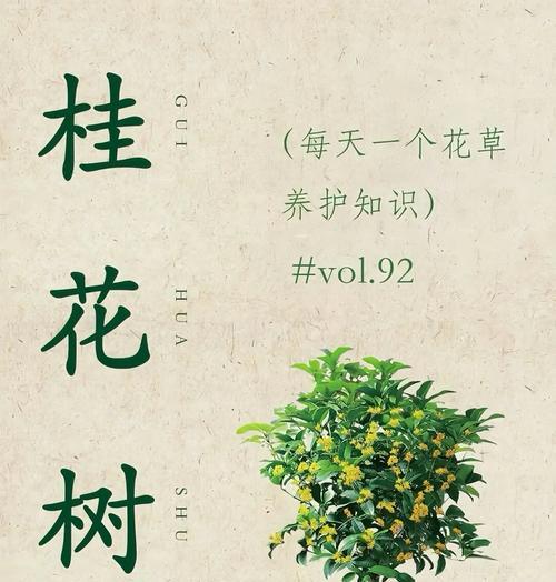 北方盆栽桂花的养护方法是什么？如何应对冬季低温？