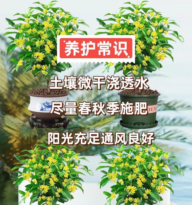 北方盆栽桂花的养护方法是什么？如何应对冬季低温？